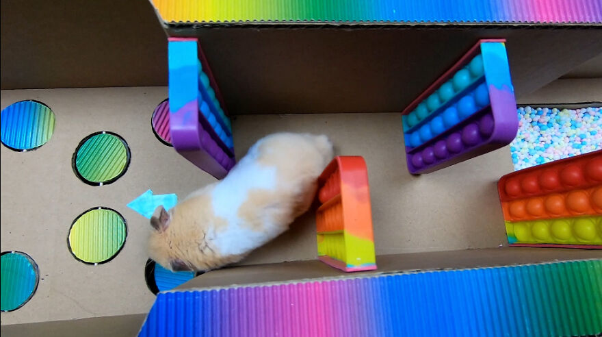 I Made A Prison Maze From Pop-It Toys For My Hamster To Escape I Made A Prison Maze From Pop-It Toys For My Hamster To Escape