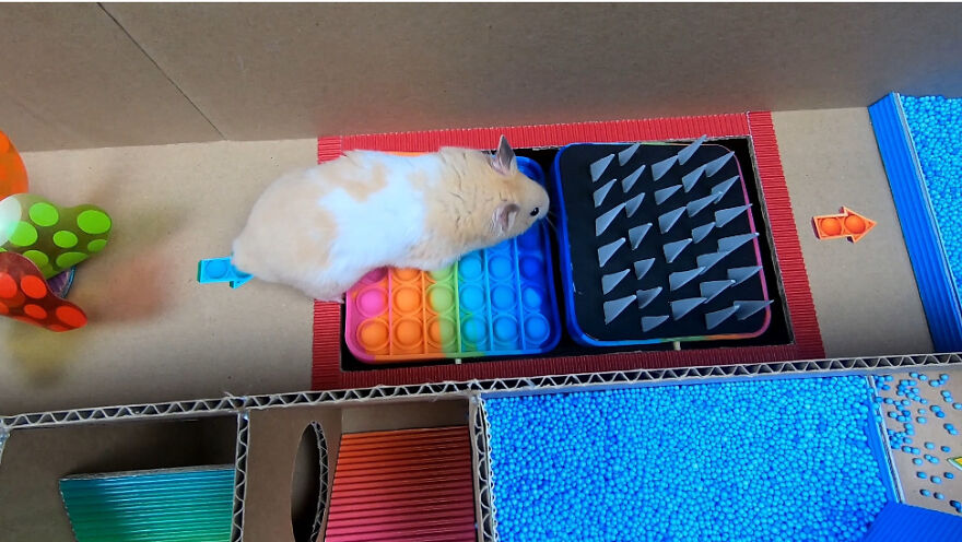 I Made A Prison Maze From Pop-It Toys For My Hamster To Escape I Made A Prison Maze From Pop-It Toys For My Hamster To Escape