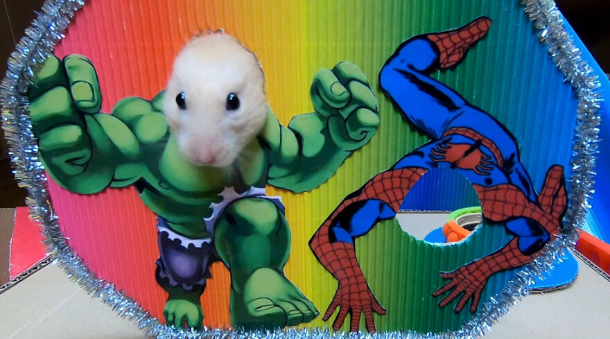 I Made A Prison Maze From Pop-It Toys For My Hamster To Escape I Made A Prison Maze From Pop-It Toys For My Hamster To Escape