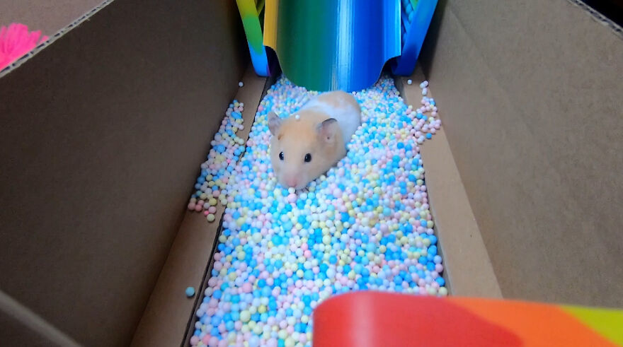 I Made A Prison Maze From Pop-It Toys For My Hamster To Escape