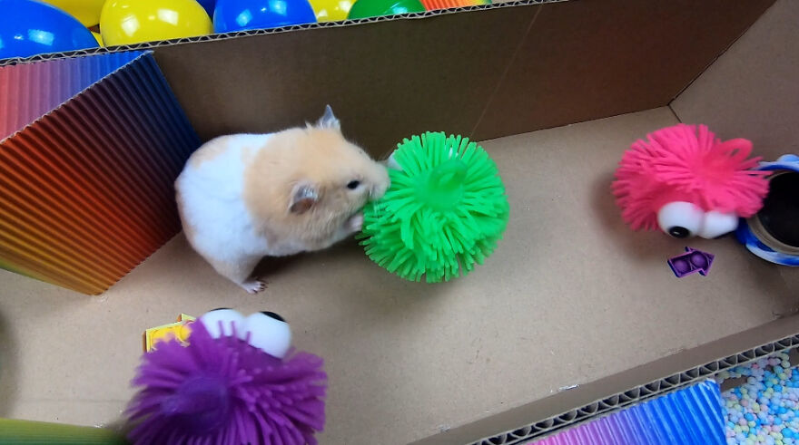 I Made A Prison Maze From Pop-It Toys For My Hamster To Escape I Made A Prison Maze From Pop-It Toys For My Hamster To Escape