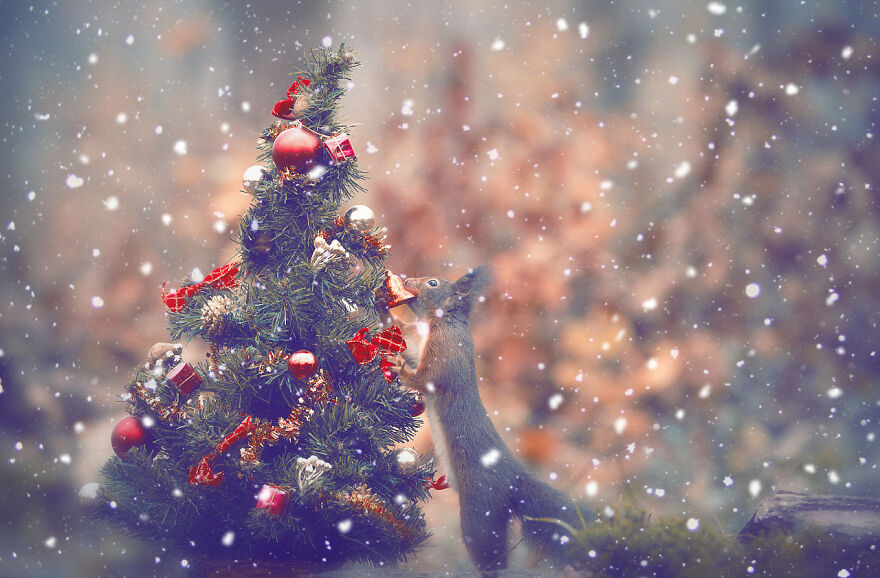 I Spend 3520 Hours Photographing Red Squirrels Without Using Photoshop