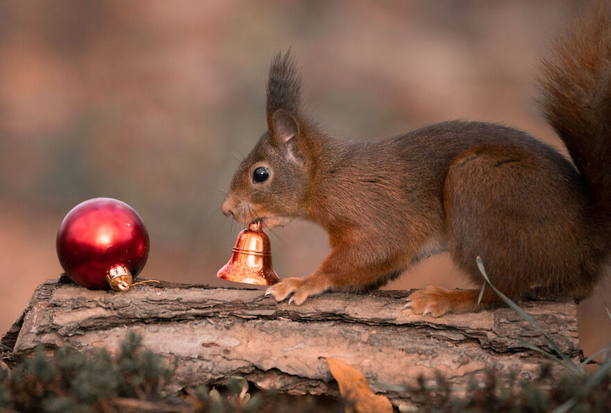 I Spend 3520 Hours Photographing Red Squirrels Without Using Photoshop