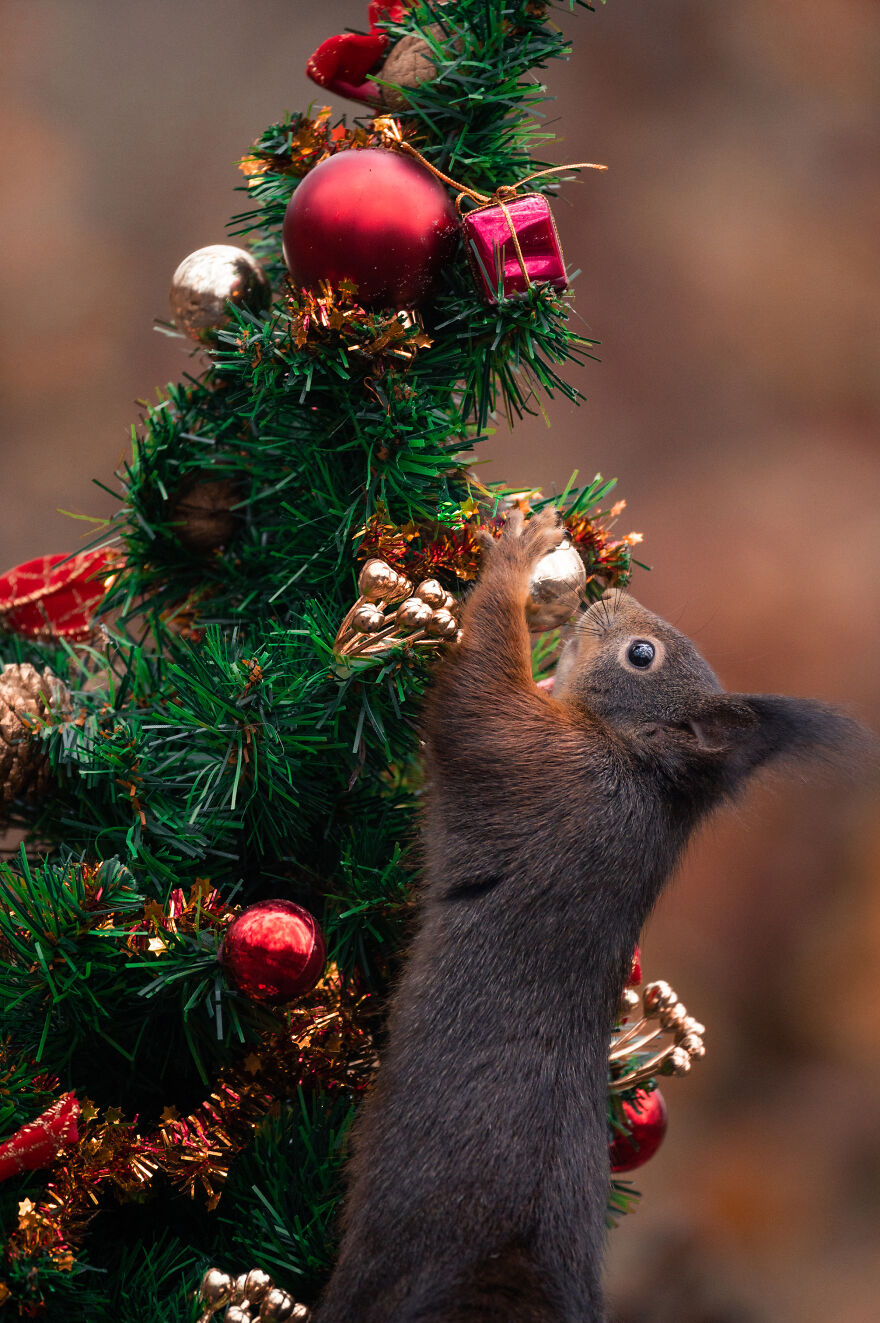 I Spend 3520 Hours Photographing Red Squirrels Without Using Photoshop