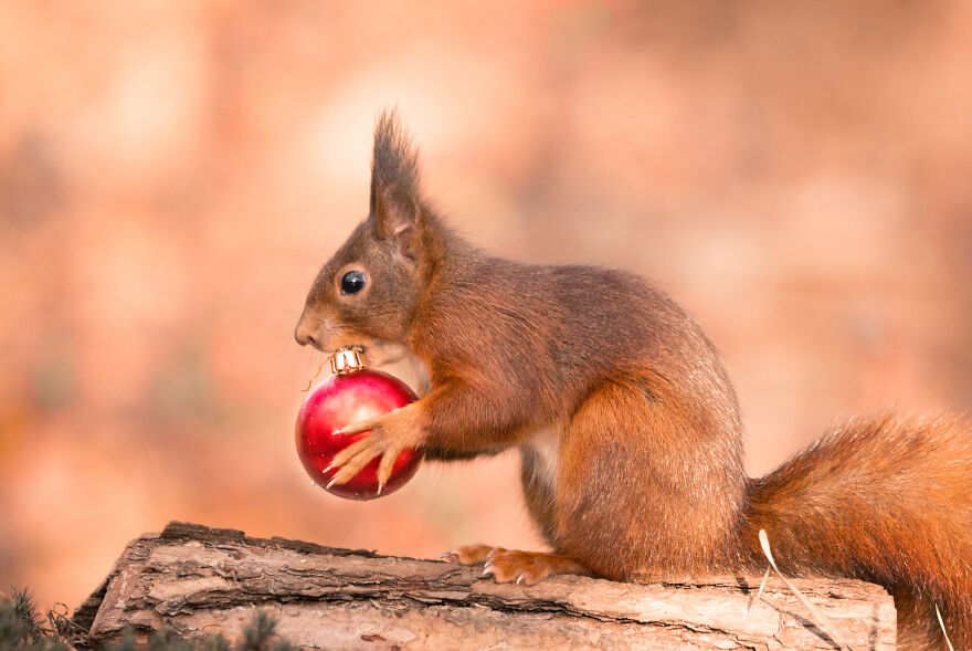 I Spend 3520 Hours Photographing Red Squirrels Without Using Photoshop