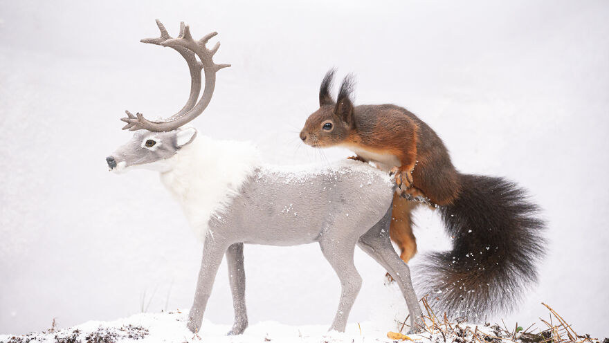 I Spend 3520 Hours Photographing Red Squirrels Without Using Photoshop