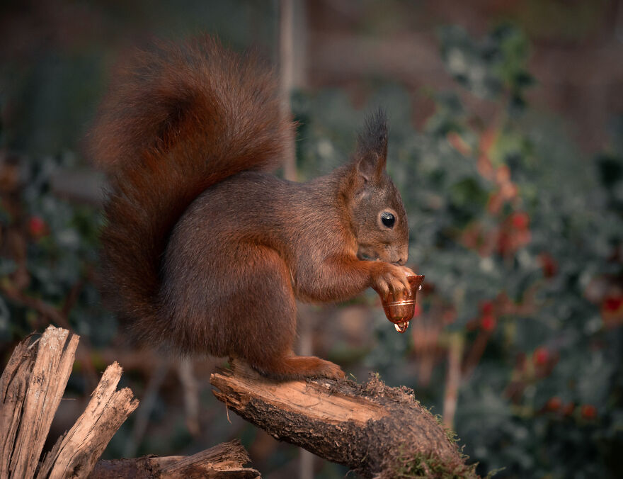 I Spend 3520 Hours Photographing Red Squirrels Without Using Photoshop