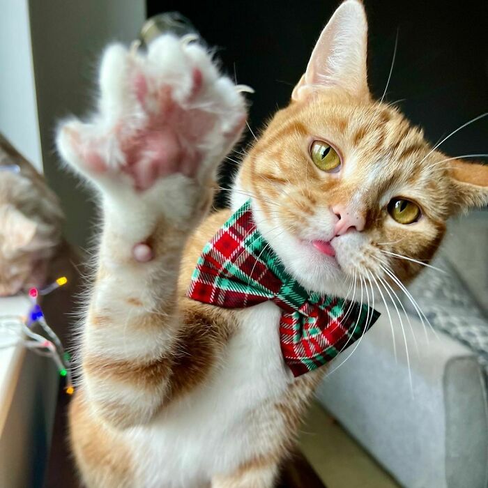 Paws In The Air If You Love Christmas
