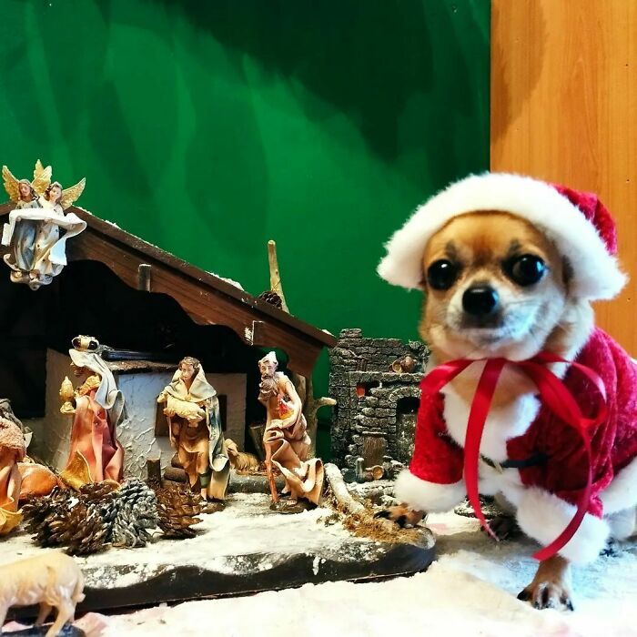 This Chihuahua Looks Ready For Christmas