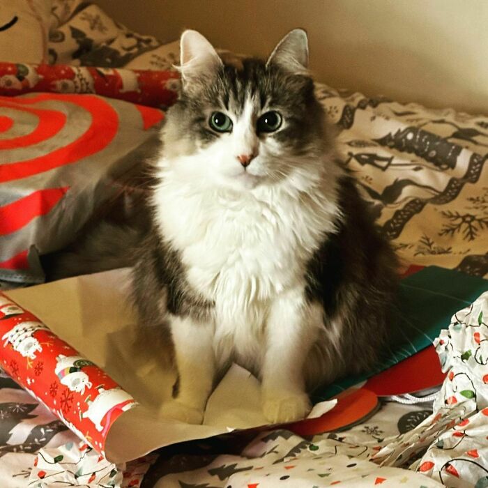 Zuzu Being Very Helpful With Wrapping Presents