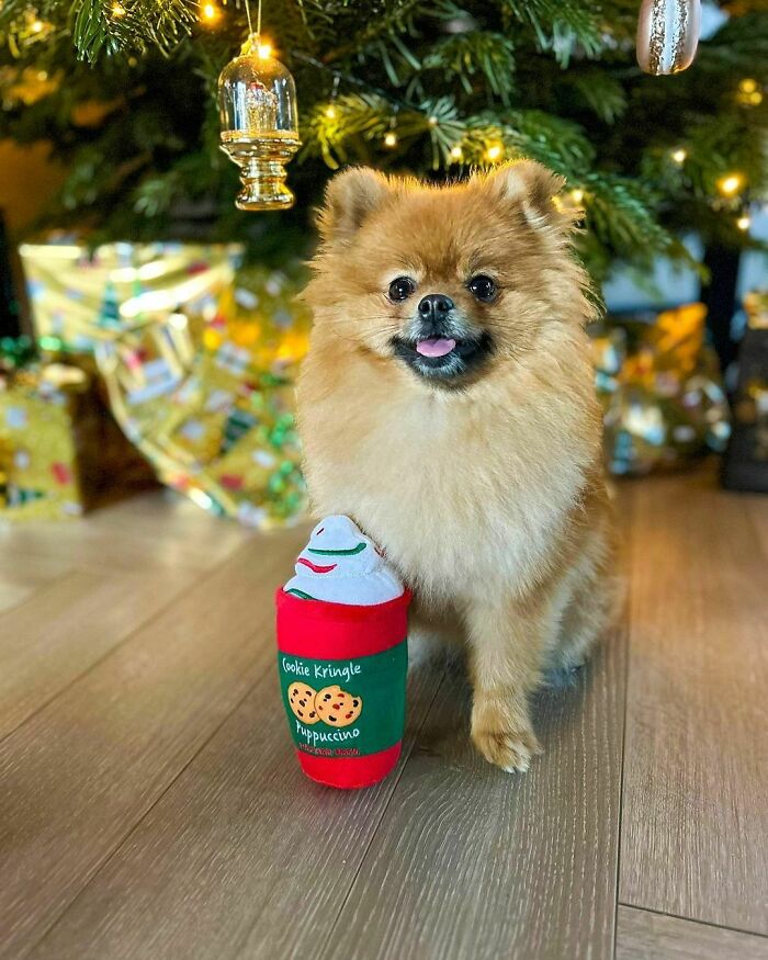 Let’s Enjoy Some Christmas Puppuccino