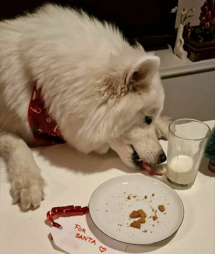 Oops... It Was An Accident, I Swear! The Santa Hooman Will Understand, Right? I'm Just A Pupper