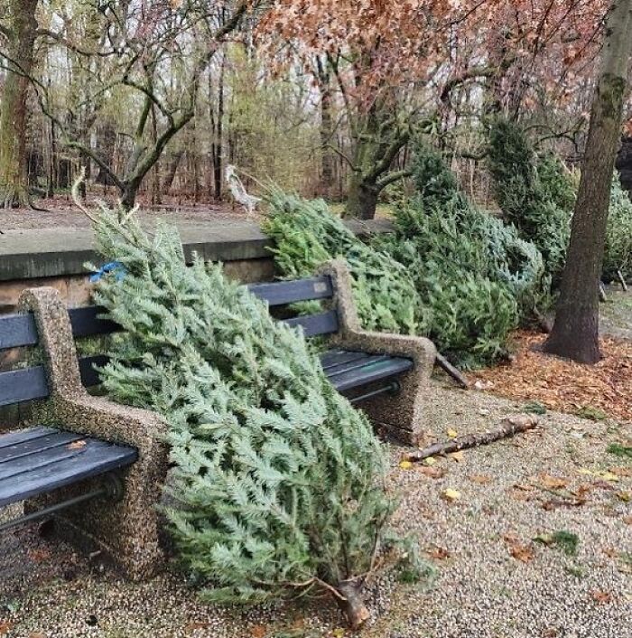  Every Year The Tree Vendors In Brooklyn Pile Up All The Unsold Trees At Prospect Park. Trust Me There Will Be More. Looks Like It’s Started