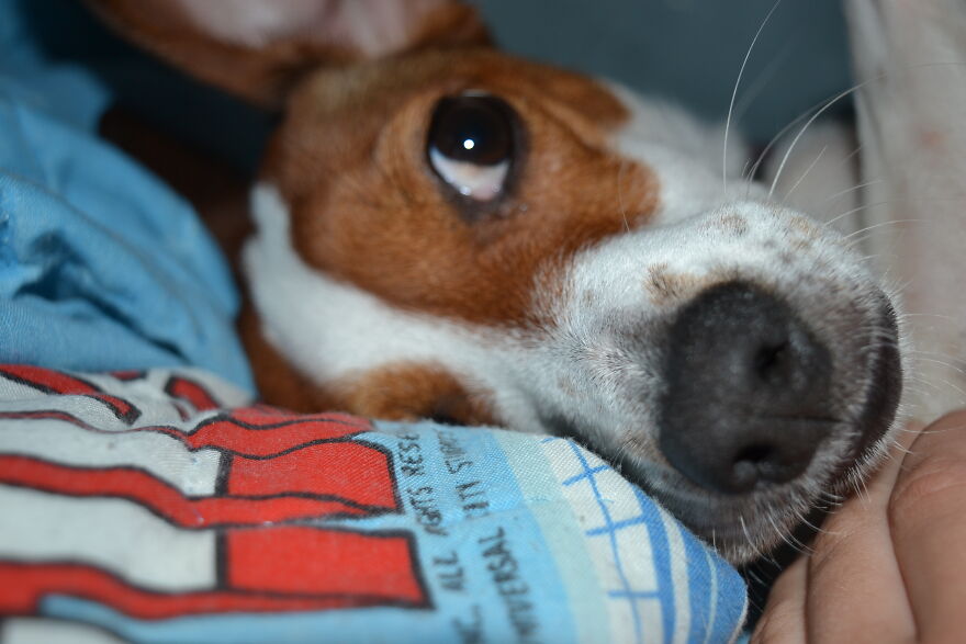 I Recently Located My Camera Pictures, Which Are All Of My Dog, To My Computer And Deiced To Share With The Internet