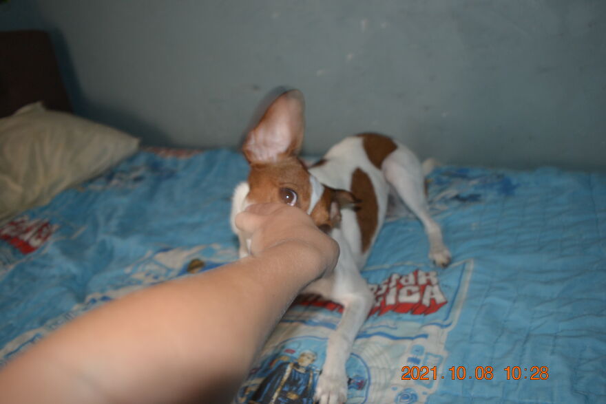 I Recently Located My Camera Pictures, Which Are All Of My Dog, To My Computer And Deiced To Share With The Internet