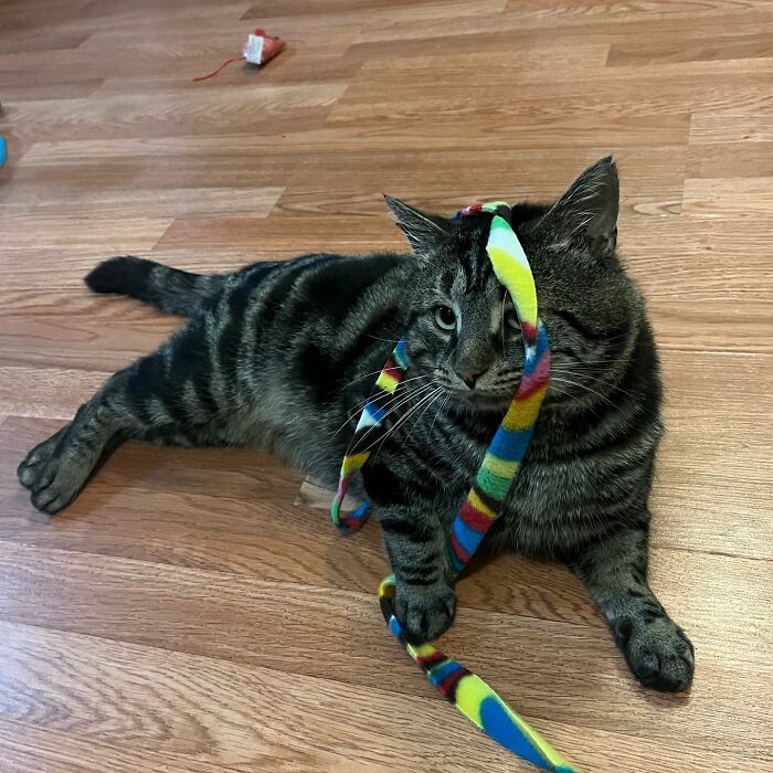 After Going Viral On Twitter, Fishtopher Has Recently Been Adopted And Is Off To Live A Happy Life