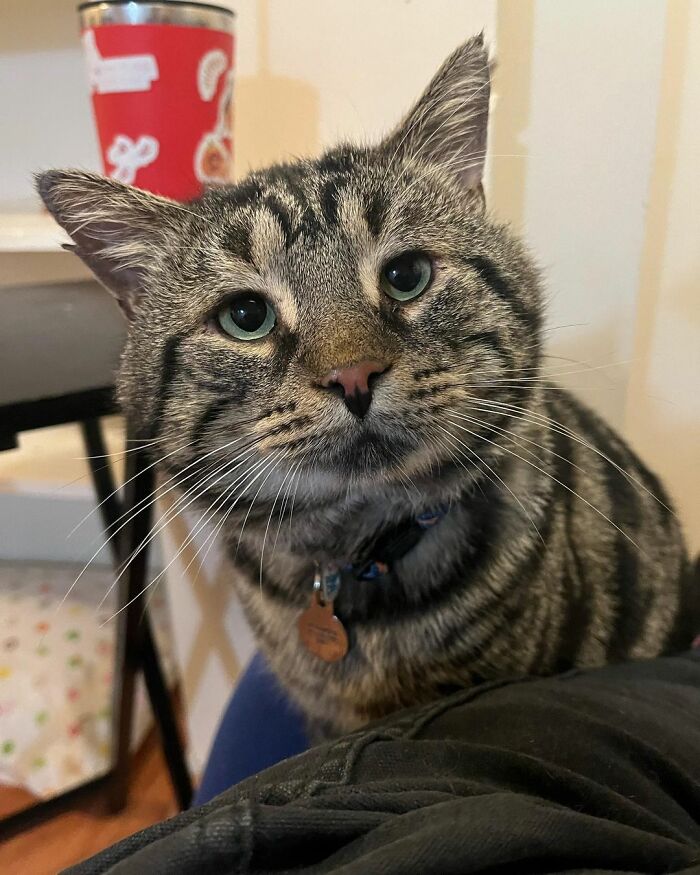 After Going Viral On Twitter, Fishtopher Has Recently Been Adopted And Is Off To Live A Happy Life After Going Viral On Twitter, Fishtopher Has Recently Been Adopted And Is Off To Live A Happy Life