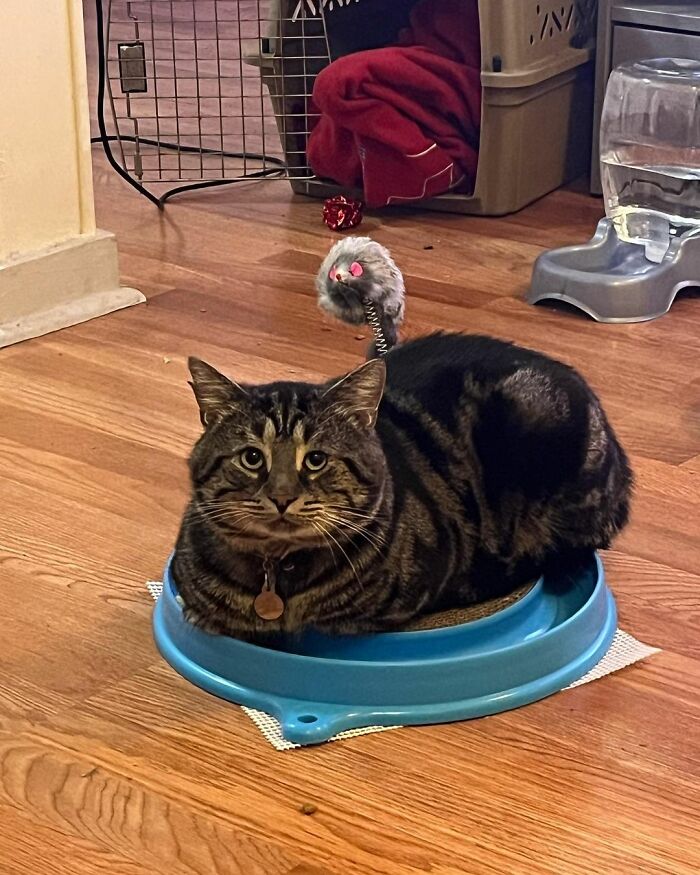 After Going Viral On Twitter, Fishtopher Has Recently Been Adopted And Is Off To Live A Happy Life After Going Viral On Twitter, Fishtopher Has Recently Been Adopted And Is Off To Live A Happy Life