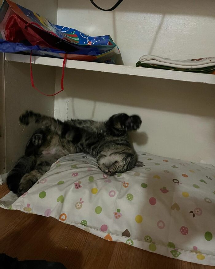 After Going Viral On Twitter, Fishtopher Has Recently Been Adopted And Is Off To Live A Happy Life After Going Viral On Twitter, Fishtopher Has Recently Been Adopted And Is Off To Live A Happy Life