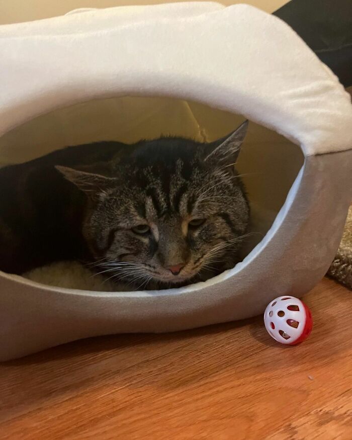 After Going Viral On Twitter, Fishtopher Has Recently Been Adopted And Is Off To Live A Happy Life After Going Viral On Twitter, Fishtopher Has Recently Been Adopted And Is Off To Live A Happy Life