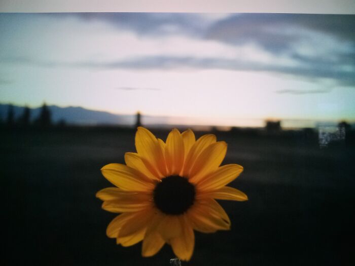 Sunflower For Inpiration