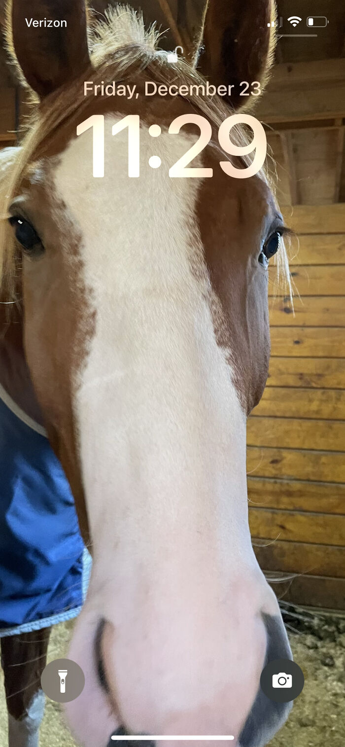 My 2 Year Old Horse Dutton