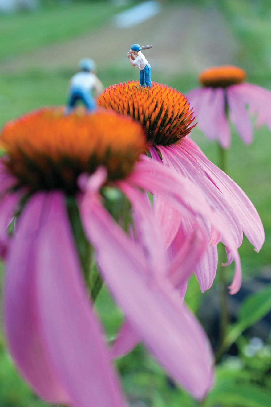 Echinacea Pick Up Game