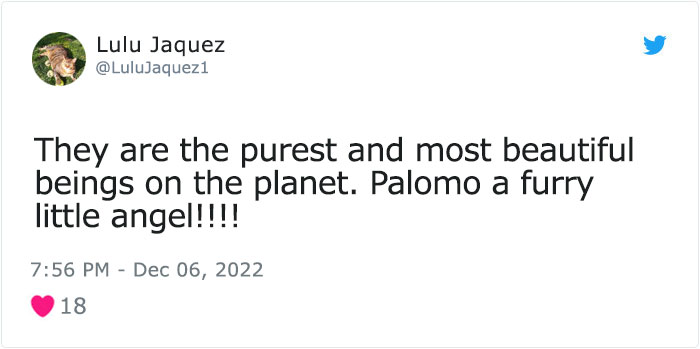 Dog Named Palomo Has Helped Mexican Authorities To Find His Missing Owner Dog Named Palomo Has Helped Mexican Authorities To Find His Missing Owner