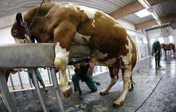Electric-charge-in-the-anus-to-make-them-ejaculatethen-abuse-cows-all-in-the-name-of-dairy_-Theres-no-limit-to-farm-animal-cruelty-63931e5d994a6.jpg