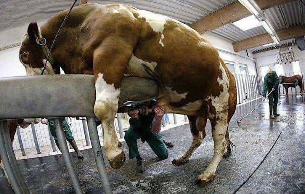 Electric-charge-in-the-anus-to-make-them-ejaculatethen-abuse-cows-all-in-the-name-of-dairy_-Theres-no-limit-to-farm-animal-cruelty-63931eb30f02b.jpg