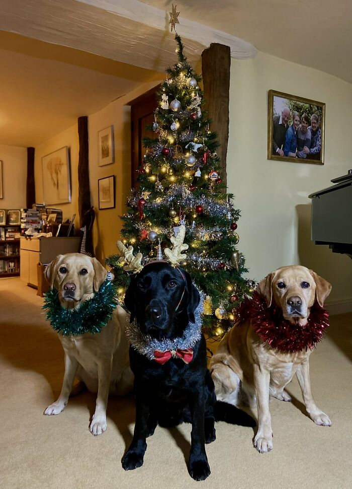 Merry Christmas, From All Of Us & My Dogs