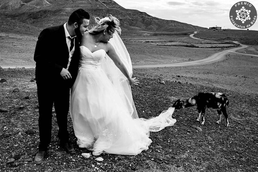 "Who Invited A Goat To My Wedding?" Photo By Mile Vidic (Canary Islands)