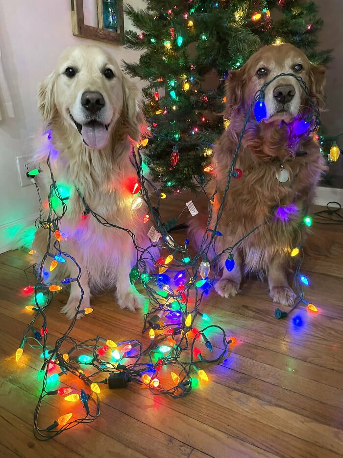 We Helped Dad Put The Lights On The Christmas Tree!