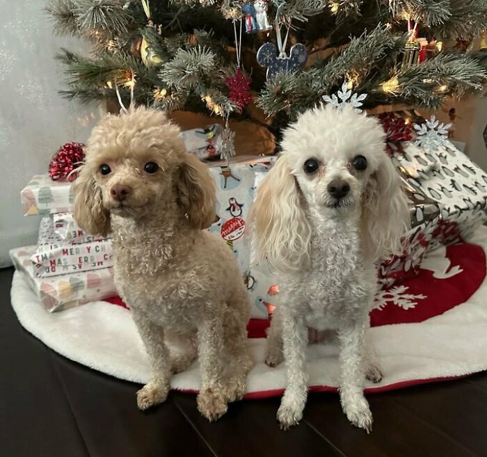 I Forced My Dogs To Take A Christmas Picture
