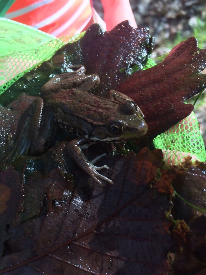 Oh Who’s A Good Boi