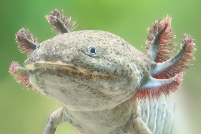 This An Axolotl. It Can Regrow Its Limbs If They Get Cut Off!