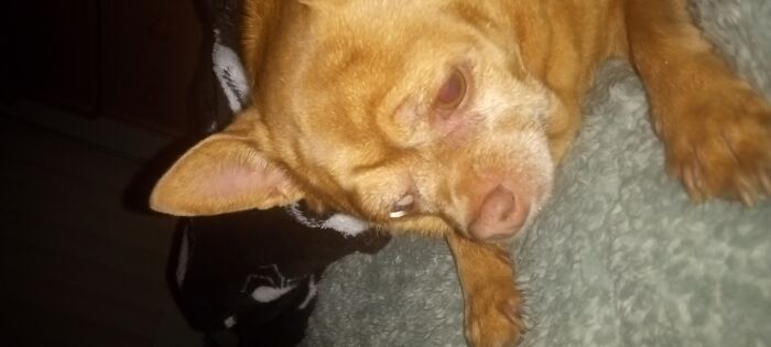 My Elderly Chihuahua