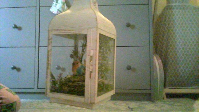 This Bird Lantern Thingy I Made