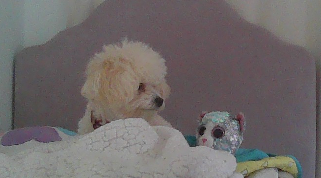 Hey Pandas , Show Me The Last Pic You Took