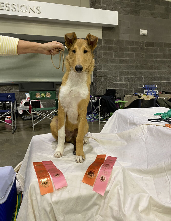 My Dog Bass At A Dog Show!