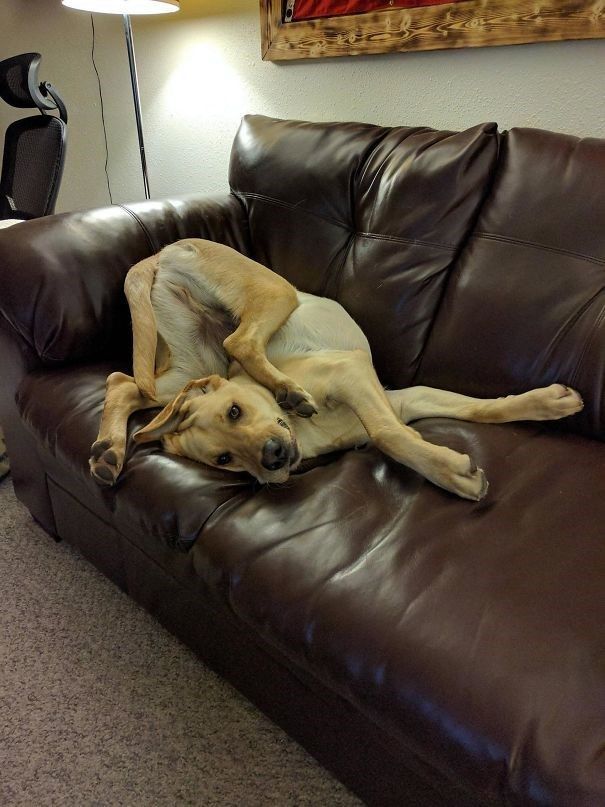 Dog Relaxing In The Weirdest Way Possible