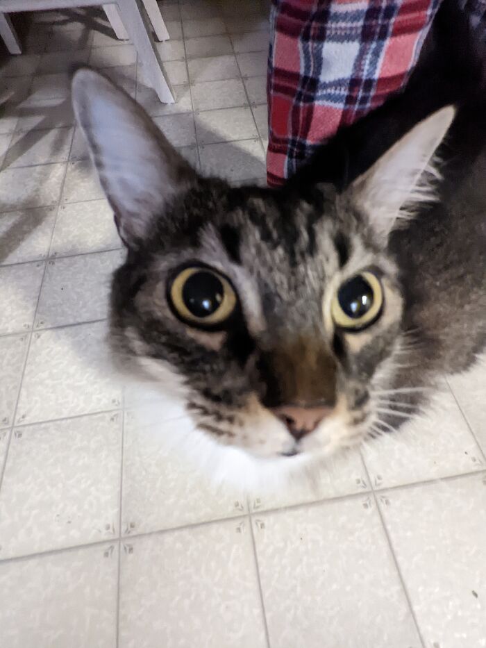 Tilley The Silly Kitty