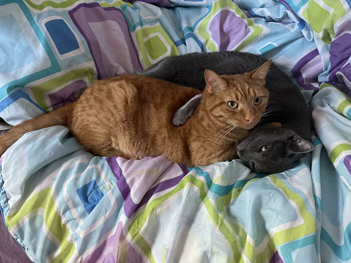 Ivar And Orange! 2/6 Of My Cats And 1 Dog