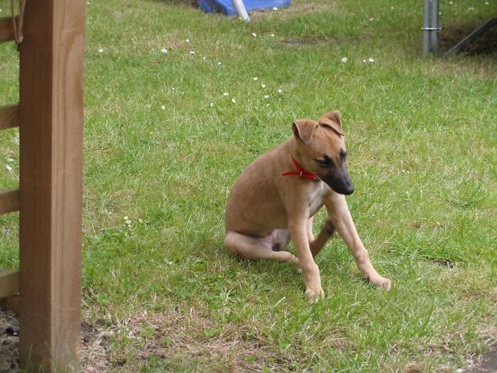 My Rescue Whippet Cross Fay When She Was A Puppy