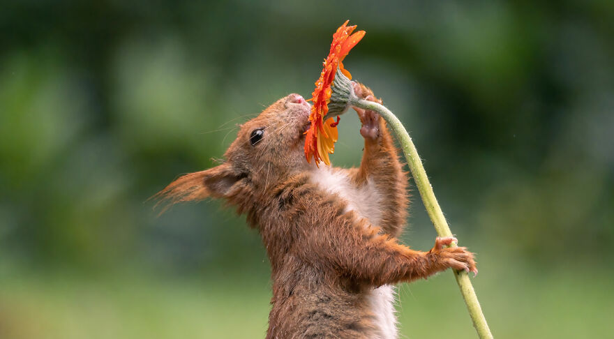 I Spend 3520 Hours Photographing Red Squirrels Without Using Photoshop