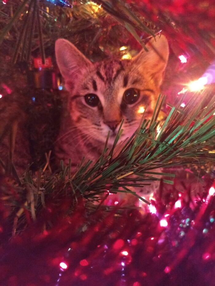 Mia In The Christmas Tree