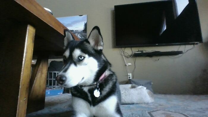 My Little Love Dakota