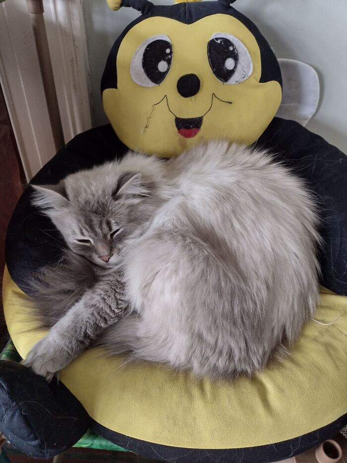 Snuggly With The Bee