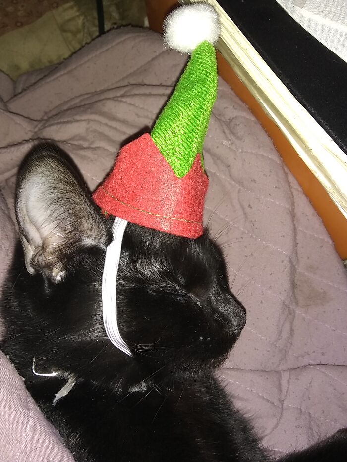 My Newsest Kitty Evil Thackery Binx Dressed As An Elf