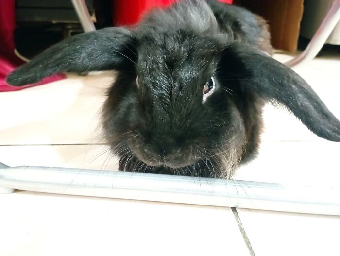 My Bunny After Biting My Brother's Charging Cable And Got Scolded